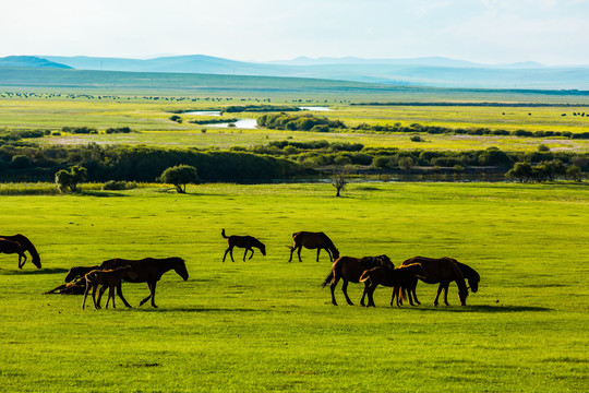 夏季草原牧场一群马