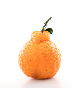白背景上一个丑橘