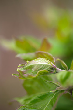 绿色植物长出的嫩芽