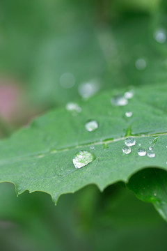 雨后绿叶上的雨滴特写