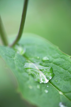 雨后绿叶上的雨滴特写