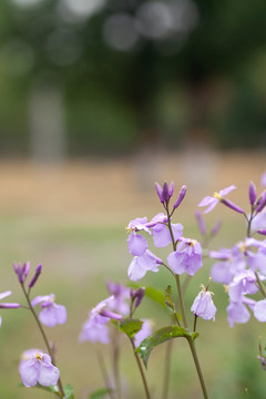 户外紫色的野花