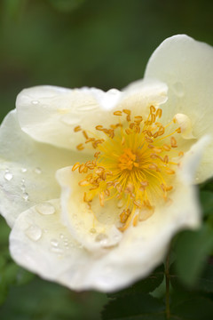 花朵花蕊特写