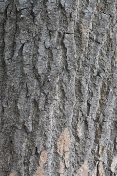斑驳的老树皮背景