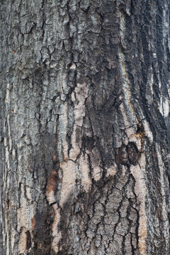 斑驳的老树皮背景