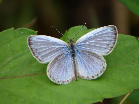 一只美丽的小灰蝶