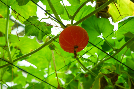 大棚里种植物的蔬菜