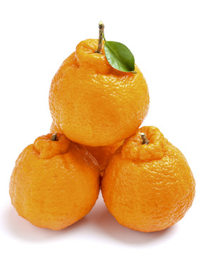 白底上的丑橘