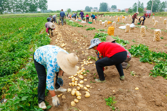 农民正在挖土豆