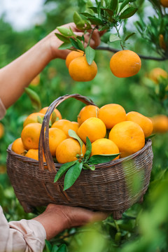 农民正在摘橘子