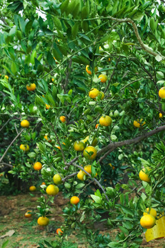 橘子种植基地