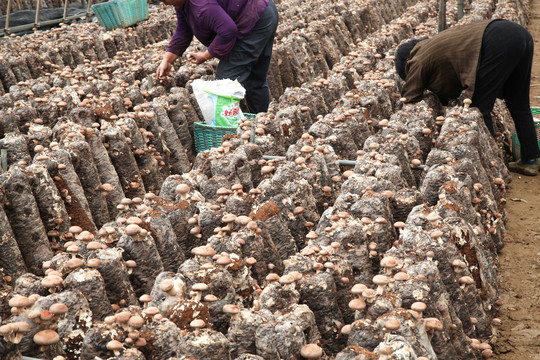 农民正在摘香菇