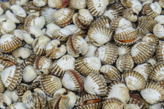 生鲜花蛤