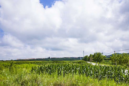 原野