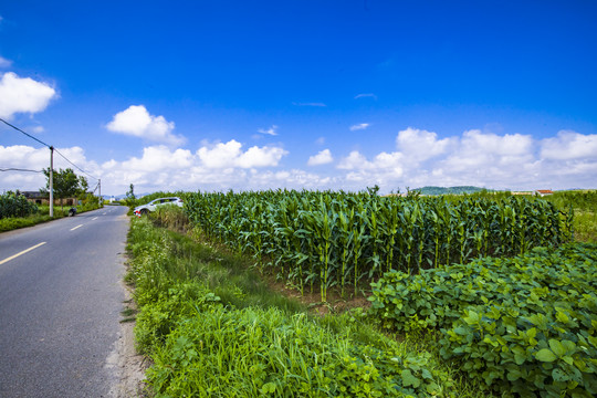 原野