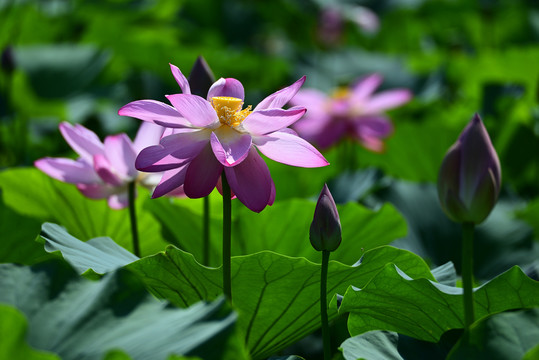 荷花