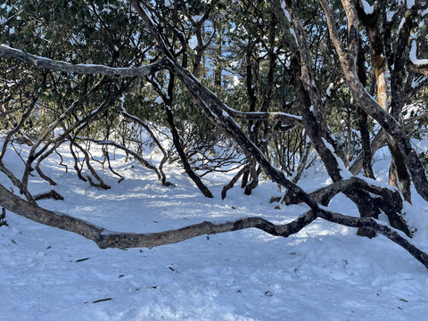 雪景