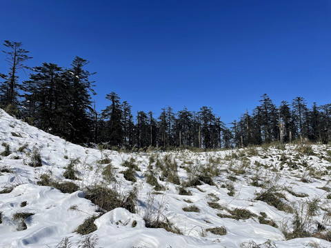 雪景