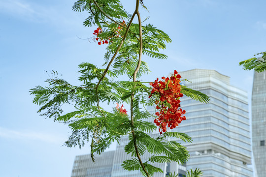 凤凰花枝