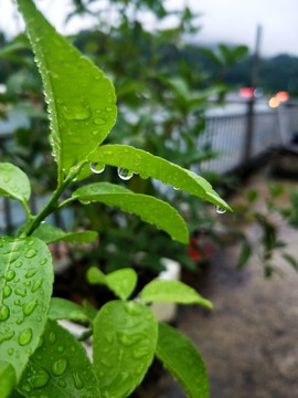 水滴露珠