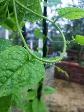 水滴水珠