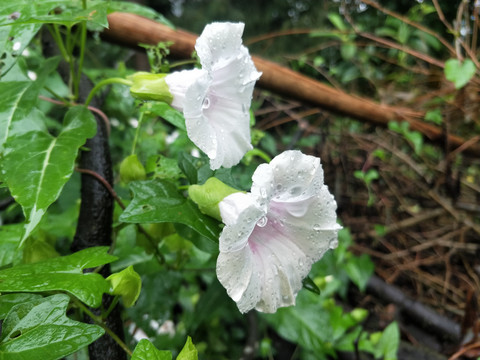 喇叭花