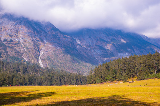 高山牧场