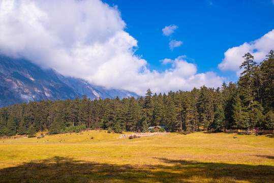 高山牧场