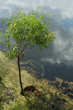 树木河水