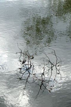 池塘枯枝