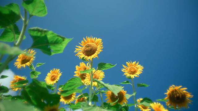 唯美浪漫向日葵葵花花海绽放蜜蜂