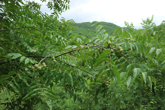 绿皮核桃