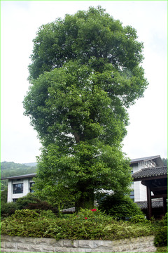 香樟树