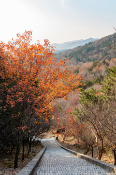 秋天森林登山步道旁的红叶和远山
