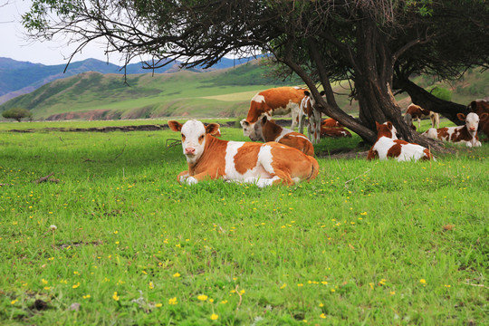 草原上的牛犊
