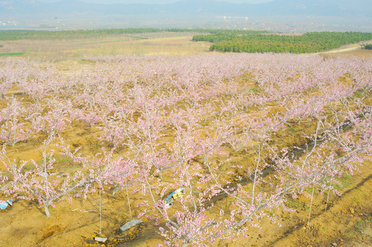 桃花盛开的山坡