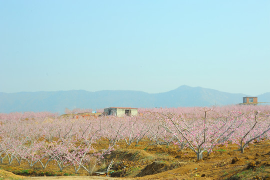 桃花林