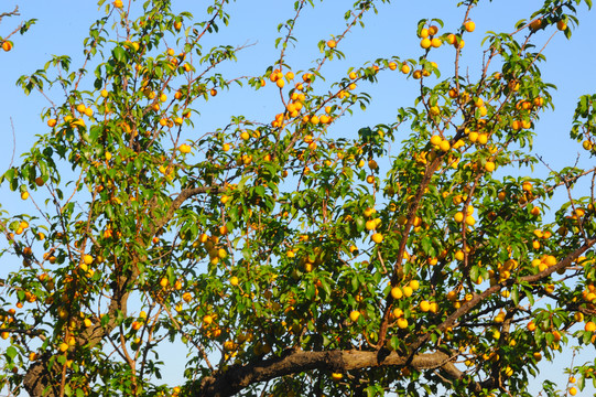杏树果实满枝