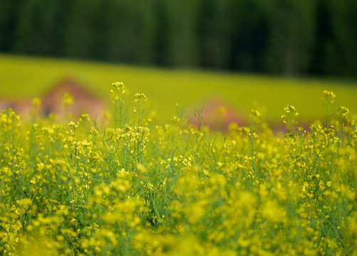 油菜花