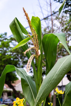 玉米花