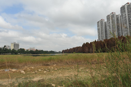 秋天的深圳洪湖公园