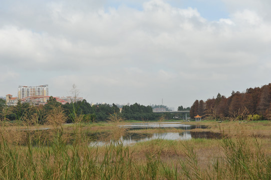 秋天的深圳洪湖公园