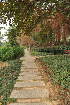 秋天的深圳洪湖公园