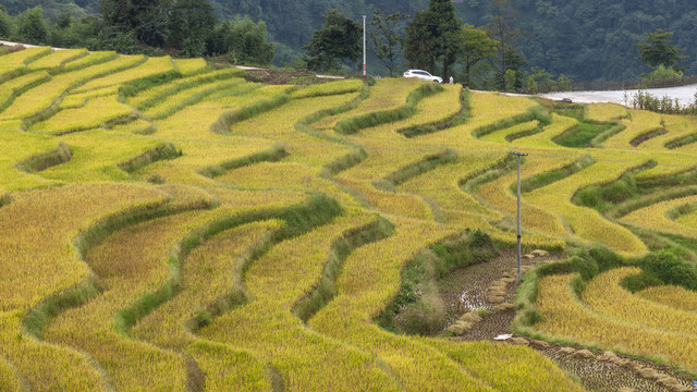 蜿蜒梯田金黄色水稻