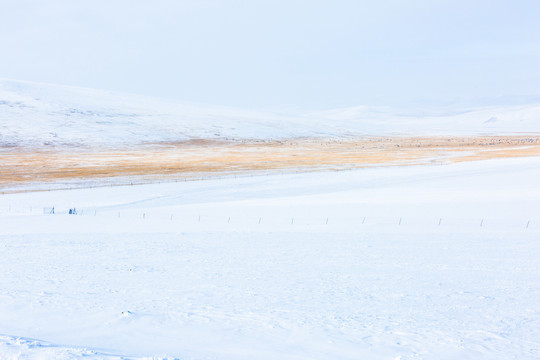 冬季雪原草原羊群