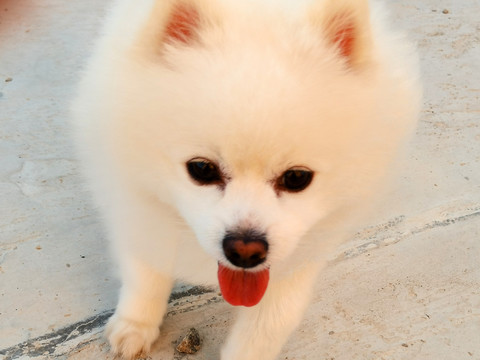 宠物狗图片素材白色博美犬