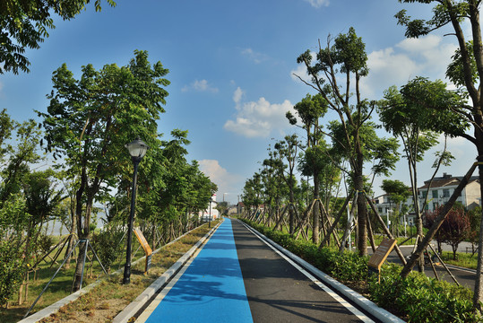 长江边公园树林