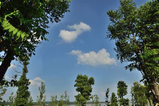 长江边公园树林