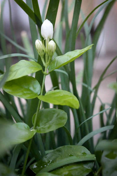 茉莉花