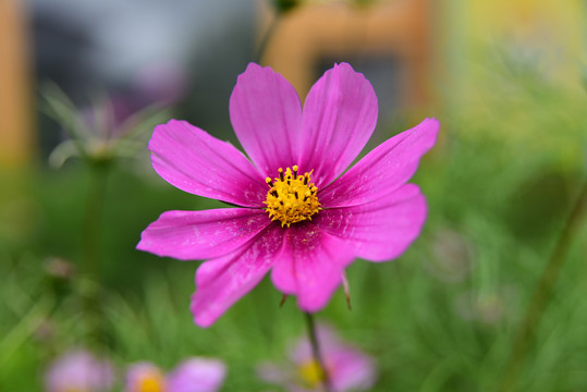格桑花